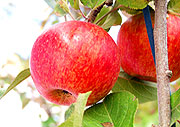 清境農場-清境黃慶果園民宿的蘋果